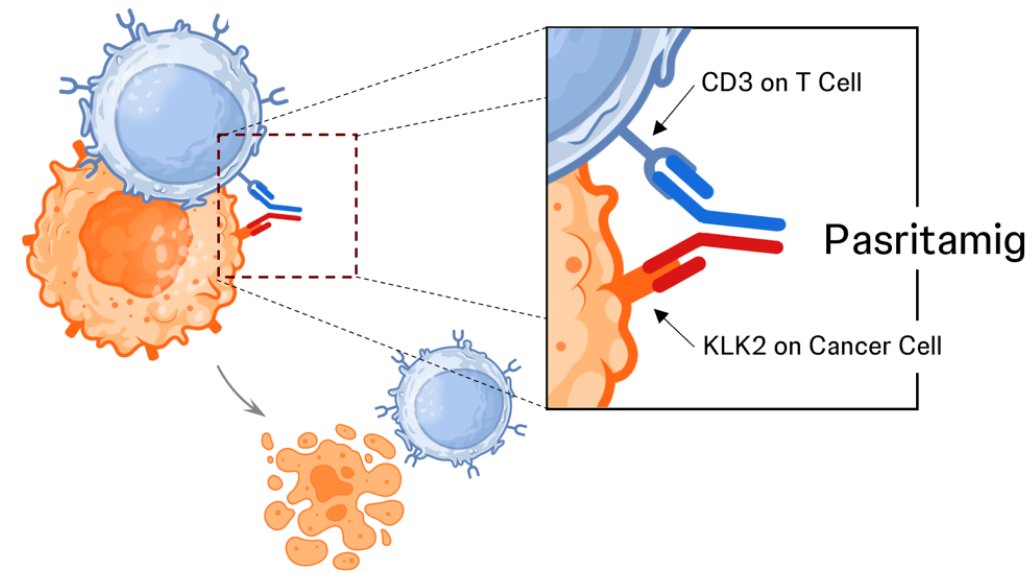 &nbsp;At ASCO 2025, Dr. Capucine Baldini presented phase 1 results of JNJ-78278343 (pasritamig - a first-in-class T-cell-redirecting bispecific antibody targeting human kallikrein 2) in mCRPC, targeting KLK2, a novel target expressed on prostate cancer cells with limited normal tissue expression. Pasritamig simultaneously binds KLK2 on prostate cancer cells and CD3 receptor complexes on T cells, leading to T-cell activation and subsequent lysis of cancer cells: