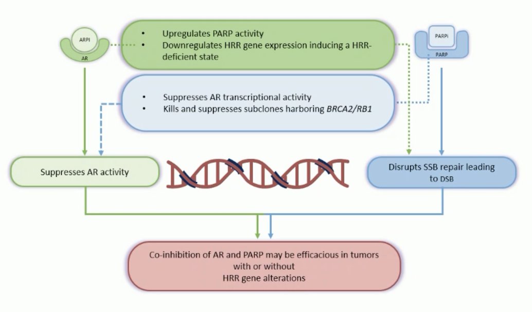 There is biological rationale for combining PARP inhibitors with androgen receptor pathway inhibitors. PARP inhibitors disrupt DNA single strand break repair, which leads to double strand breaks, whereas androgen receptor pathway inhibitors suppress androgen receptor activity. Co-inhibition of the androgen receptor and PARP may be efficacious in tumors with or without HRR gene alterations:
