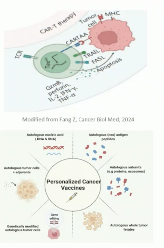 Similarly, insights from single-cell RNA sequencing studies in murine models have shown that cancer vaccination induces two major CD8⁺ T-cell subsets within the tumor microenvironment: progenitor-exhausted (TCF-1⁺) and transiently exhausted (CX3CR1⁺ GzmB⁺) populations. Notably, the route of vaccine administration appears to shape this balance intravenous delivery generates a higher proportion of progenitor-exhausted T cells (80%) compared with subcutaneous injection (35%), suggesting a stronger and more durable anti-tumor response. These observations highlight how fine-tuning T-cell exhaustion dynamics could guide the next wave of immunotherapy innovation across multiple platforms.