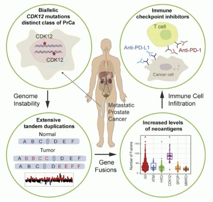 CDK12 aberrations are noted in ~5% of mCRPC patients and are associated with higher grade group, concomitant HRR alterations, ATM loss by IHC, poor prognosis, and by tumor infiltration of CD4+FOXP3- T-lymphocytes: