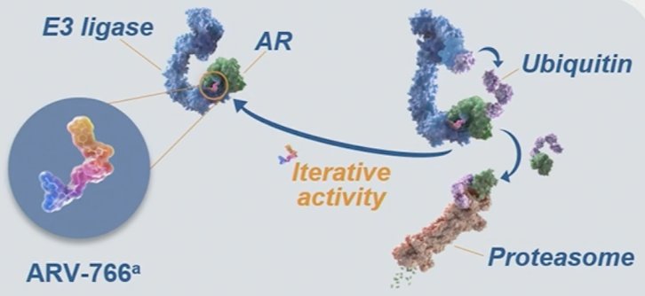 A second androgen receptor degrader has also been assessed, ARV-766/JSB462 (luxdegalutamide), with initial results presented by Dr. Petrylak at ASCO 2024. This agent is a novel, potent, orally administered PROTAC androgen receptor degrader that targets wild-type&nbsp;androgen receptor&nbsp;and clinically relevant&nbsp;androgen receptor&nbsp;ligand-binding domain mutants, including the most prevalent&nbsp;androgen receptor&nbsp;L702H, H875Y, and T878A mutations: