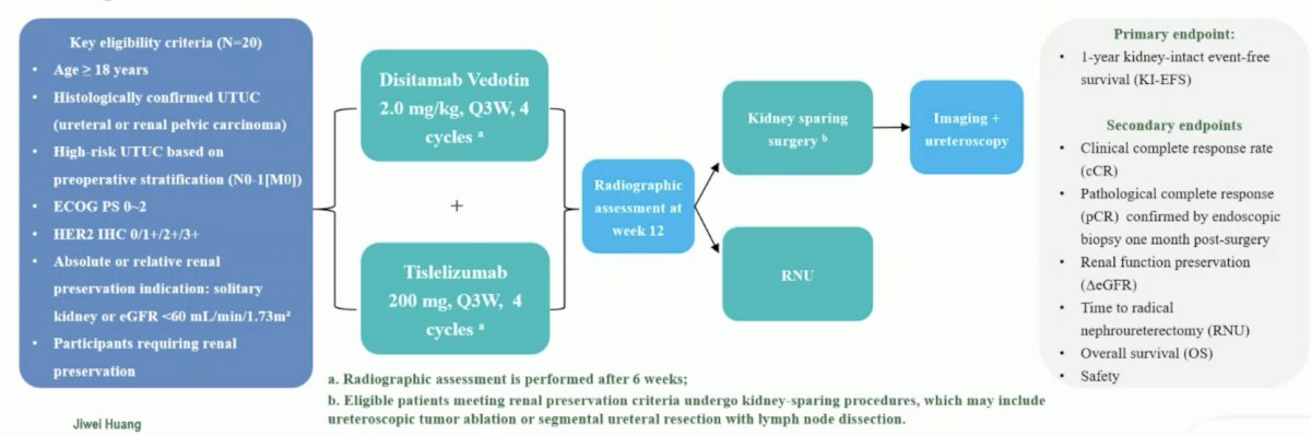 Second, Dr. Zschäbitz discussed the phase 2 DISTINCT-I trial. This ongoing study enrolled high-risk upper tract urothelial carcinoma patients (N0-1[M0] with absolute/relative renal preservation indications: solitary kidney or eGFR <60 mL/min/1.73m2). The protocol for this trial included endoscopic biopsy followed by 2-4 cycles of disitamab vedotin (2.0 mg/kg) + tislelizumab (200 mg) every 3 weeks for induction therapy, then kidney-sparing surgery. The primary endpoint was 1-year kidney-intact event-free survival (events: local recurrence, metastasis, death), and secondary endpoints included clinical complete response, renal function preservation, and safety (CTCAE v5.0). The trial design for DISTINCT-I is as follows:
