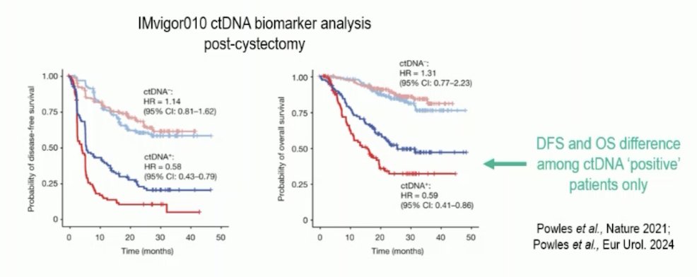 Dr. Wyatt noted that ctDNA detected in muscle invasive bladder cancer is associated with disease relapse. The negative IMvigor010 trial2 tested adjuvant atezolizumab in muscle invasive bladder cancer, but a prespecified ctDNA analysis suggested an overall survival benefit in ctDNA positive patients:3