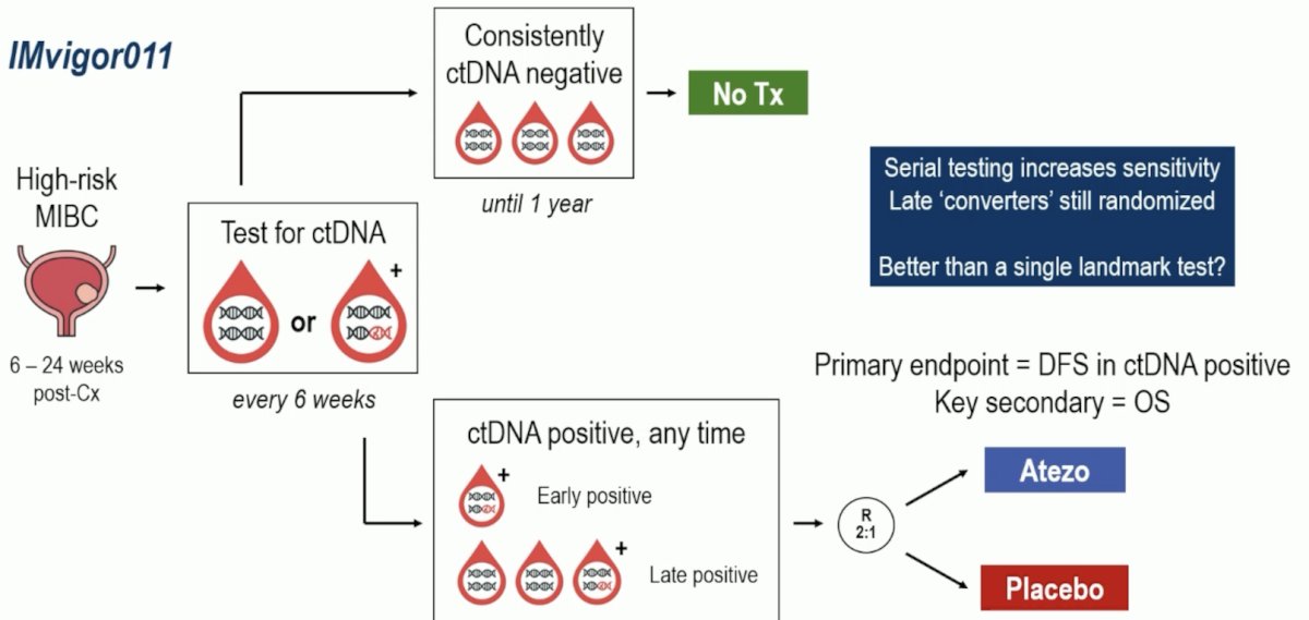Dr. Wyatt emphasized that one of the strengths of IMvigor011 is the serial blood testing to clarify ctDNA status. Serial testing increased the sensitivity of late ctDNA+ converters and allowed these patients to still be randomized: