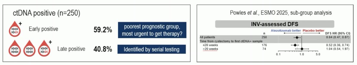 Dr. Wyatt notes that the subgroups are largely consistent with the intention to treat results, but PD-L1 status and ctDNA+ early versus late are relevant. For example, ~30% of patients took >20 weeks post-radical cystectomy to become ctDNA positive, which may lead to less disease free survival benefit: