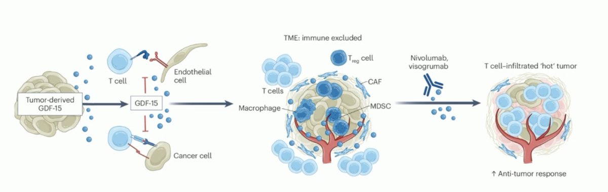 Finally, Dr. Steiner discussed the GDFather-NEO phase 2 trial. GDF-15 is a potent local immunosuppressor in the tumor microenvironment: