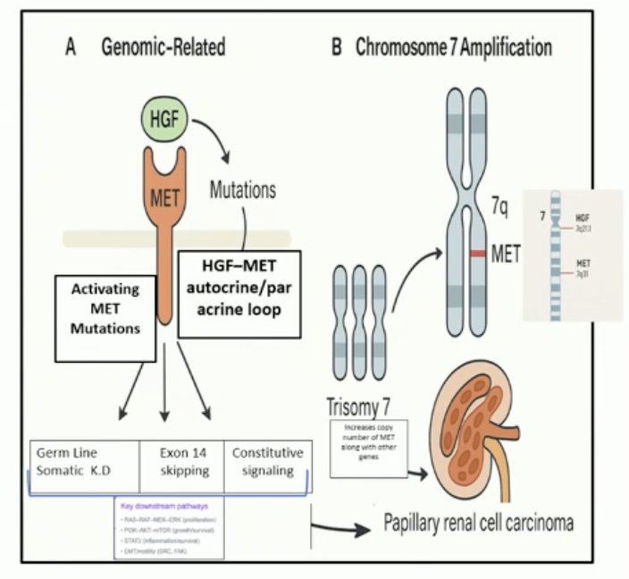 Dr. Durán discussed the abstract presented by Dr. Zugman, which focused on the particular molecular outcomes in papillary RCC. Chromosome 7 amplification was highlighted, noting that both MET and its ligand HGF are located on chromosome 7q31. He emphasized how relevant and frequent these genomic alterations are in real-world practice and the implications they hold for treatment, particularly considering ongoing drug development targeting the HGF–MET axis and the enrichment of MET-positive populations in clinical trials.