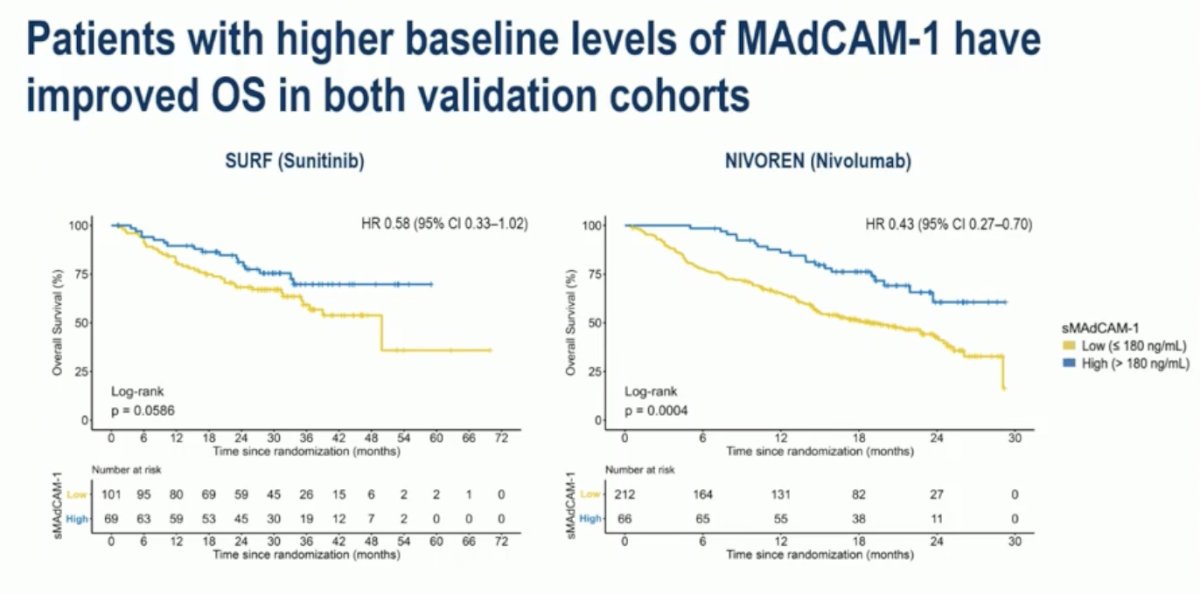 On the same note, patients with higher baseline soluble MAdCAM-1 levels also showed improved overall survival across both validation cohorts. In the SURF study (sunitinib, n=170), there was a clear trend toward better survival in the high sMAdCAM-1 group (HR 0.58; 95% CI 0.33–1.02; p=0.0586). This prognostic effect was further confirmed in the NIVOREN cohort (nivolumab, n=278), where patients with elevated sMAdCAM-1 experienced significantly longer overall survival compared to those with low levels (HR 0.43; 95% CI 0.27–0.70; p=0.0004).&nbsp;