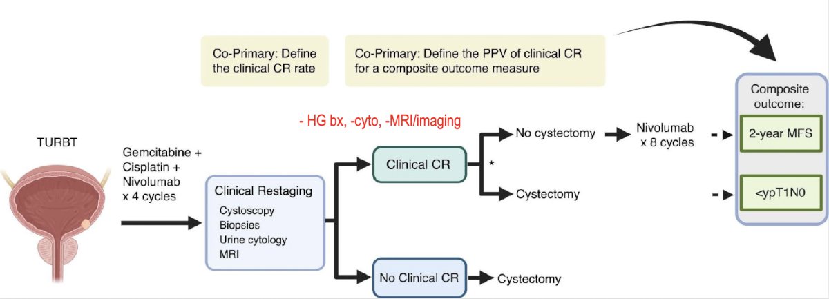 In the HCRN GU16-257 trial, all cT2-4aN0M0 patients received a combination of gemcitabine + cisplatin + nivolumab for 4 cycles. Subsequently, patients were clinically restaged using cystoscopy, biopsies, urine cytology, and MRI. Patients with a clinical complete response were offered either a radical cystectomy or no cystectomy (with a further 8 cycles of nivolumab, akin to adjuvant immune checkpoint inhibitor therapy in patients undergoing cystectomy), per patient choice. Patients without a clinical complete response proceeded to surgery:&nbsp;