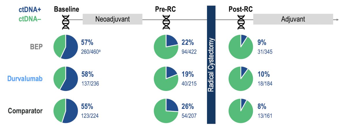 In NIAGARA, the ctDNA+ rate at baseline was 57% (260/460) and decreased to 22% (94/422) after neoadjuvant treatment at pre-radical cystectomy. ctDNA clearance rates from baseline to pre-radical cystectomy were 39% in the durvalumab arm and 29% in the comparator arm. Overall, the ctDNA+ rate post-radical cystectomy was 9% (31/345):