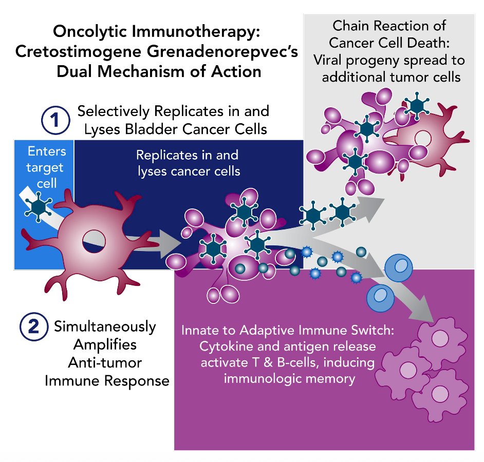 PIVOT-006 is an ongoing phase 3, randomized study of adjuvant intravesical cretostimogene grenadenorepvec versus surveillance for the treatment of intermediate risk non-muscle invasive bladder cancer. Cretostimogene grenadenorepvec, an oncolytic immunotherapy, selectively replicates in and lyses cancer cells with Rb-E2F pathway alterations, releasing antigens that initiate antitumor immune activation, further amplified by the GM-CSF transgene:&nbsp;