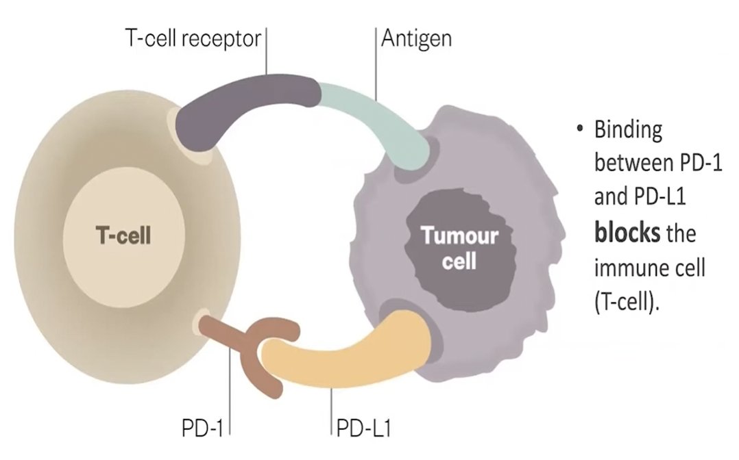 (UroToday.com) The 2025 LUGPA annual meeting featured a bladder cancer session and a presentation by Dr. Suzanne Merrill discussing recent updates in immunotherapy in bladder cancer. Dr. Merrill started her talk by noting that there is a rationale for using immunotherapy in bladder cancer, given bladder cancer’s ability to evade immune detection and destruction. This is done by downregulating tumor antigen presentation and inactivating cytotoxic T-cells, creating an immunosuppressive microenvironment: