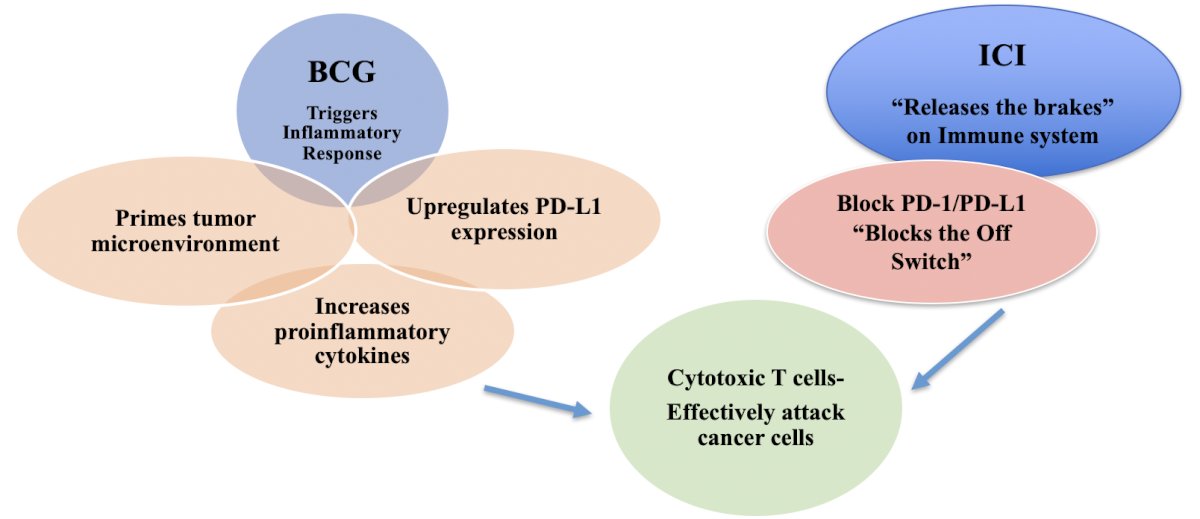 BCG primes the immune response and initiates a strong inflammatory response, which then recruits and activates immune cells that prime the tumor microenvironment, while immune checkpoint inhibitors then "release the brakes" on the immune system, allowing T cells to more effectively attack cancer cells: