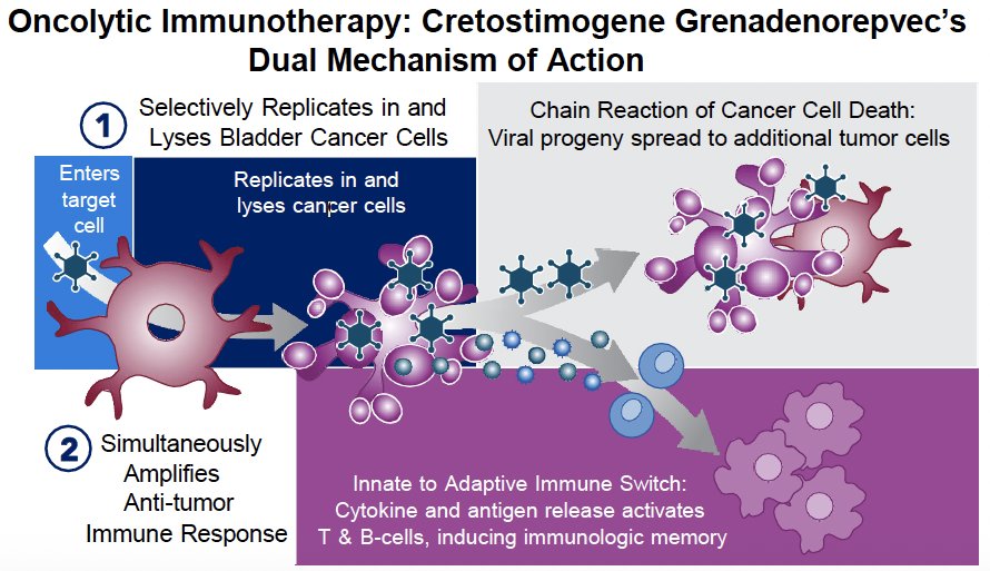 CG is an oncolytic immunotherapy with a dual mechanisms of action – it selectively replicates in and lyses cancer cells, while amplifying the immune response against bladder tumors. BOND-003 is evaluating CG in high-risk, BCG-unresponsive NMIBC, with the CIS population demonstrating a 75.5% any-time complete response rate and a median duration of response (DoR) of 27.9 months. No Grade ≥3 treatment-related adverse events have been observed, consistent with previous findings.1-4