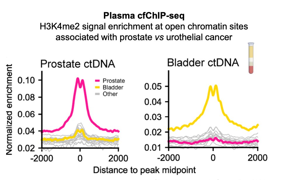 Moreover, cell-free chromatin immunoprecipitation sequencing (cfChIP-seq) allows interrogation of histone modifications preserved in urine and plasma cfDNA, providing insights into the tissue of origin. These histone marks, such as H3K4me1/2/3 and H3K27ac offer complementary biological features that can strengthen multi-omic MRD assays beyond mutation and fragmentation signals. Early studies demonstrate distinct cfChIP-seq enrichment patterns for prostate versus urothelial cancer, supporting its potential to improve tumor classification, enhance MRD sensitivity, and refine disease monitoring in urothelial cancer.5