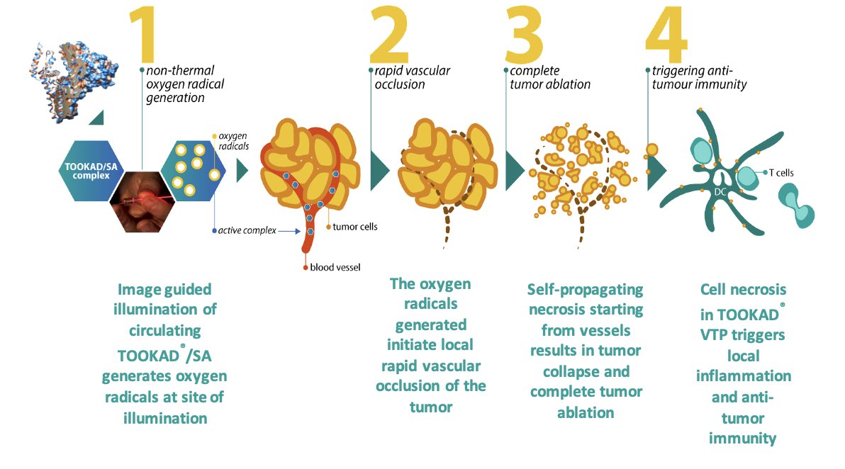 Dr. Margulis highlighted that upon light activation, padeliporfin triggers a cascade of pathophysiological events that have a strong impact on tumor vasculature, and consists of the following consecutive steps: