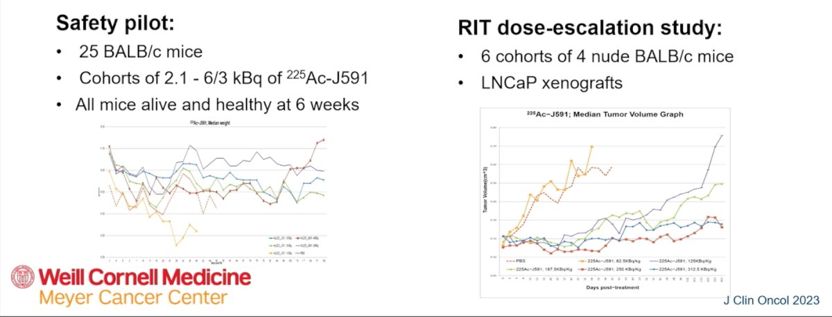 As illustrated below, in a safety pilot, 25 BALB/c mice received escalating doses of Actinium-225–J591, and all remained alive and healthy at six weeks. A subsequent radiopharmaceutical therapy dose-escalation study included six cohorts of nude BALB/c mice bearing LNCaP xenografts. These experiments demonstrated dose-dependent antitumor activity, providing the preclinical foundation for clinical translation.