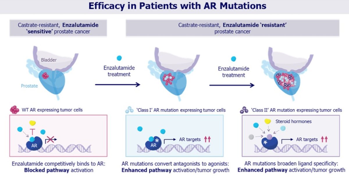 Clinically, all five patients with AR mutations demonstrated meaningful activity across multiple efficacy endpoints. Each patient achieved a PSA response, with substantial PSA declines observed. Two of five patients achieved RECIST partial responses, and three had stable disease. Tumor shrinkage was mirrored by significant reductions in mutant allele frequency in ctDNA and declines in circulating tumor cell counts in 4 of 5 evaluable patients. Notably, two patients remained on therapy at data cutoff, supporting the durability of response in this molecularly defined subgroup.