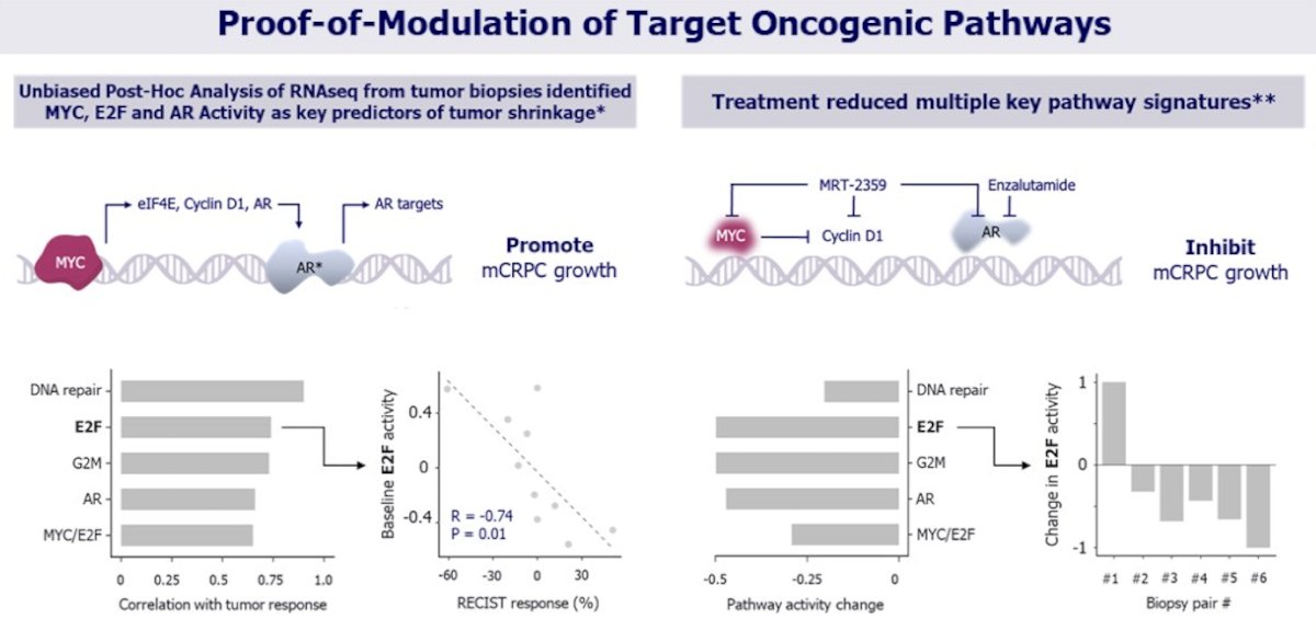 Dr. Parikh presented translational evidence of target modulation demonstrating that baseline activation of MYC, E2F, AR, DNA repair, and G2M pathways in pre-treatment biopsies correlated with tumor response, with higher baseline E2F activity significantly associated with greater RECIST tumor shrinkage (R = −0.74, p = 0.01). Importantly, paired on-treatment biopsies showed coordinated downregulation of these same oncogenic signatures, including MYC/E2F and AR signaling, confirming pharmacodynamic suppression of key proliferative and AR-driven pathways. Together, these data provide molecular proof-of-mechanism supporting the clinical activity observed with MRT-2359 in combination with enzalutamide.