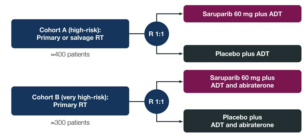 EvoPAR-Prostate02 is a two-cohort, randomized, double-blind, placebo-controlled study