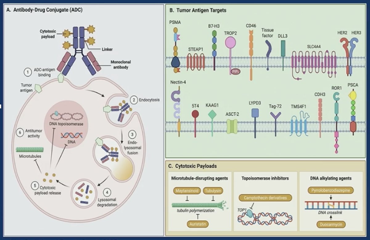 Key considerations include off-target toxicities such as cytopenias, diarrhea, and neuropathy, as well as challenges with penetration into large tumors or dense bone metastases, where strategies such as bystander effect and repeat dosing may be required.
