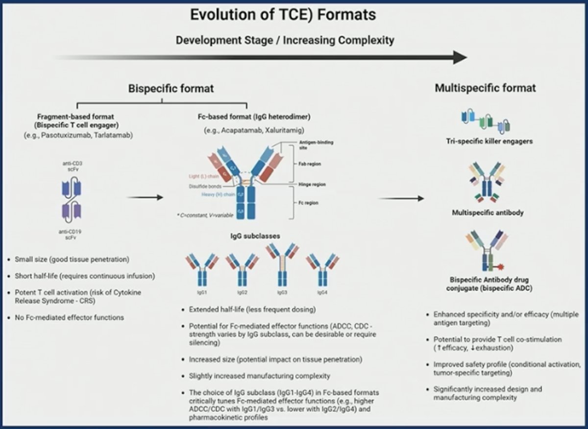 At the same time, important clinical considerations remain, including cytokine release syndrome (CRS), immune-related toxicities, antigen escape, and the influence of the tumor microenvironment. With thoughtful development and optimization, T-cell engagers could meaningfully reshape the immunotherapy landscape in advanced prostate cancer.