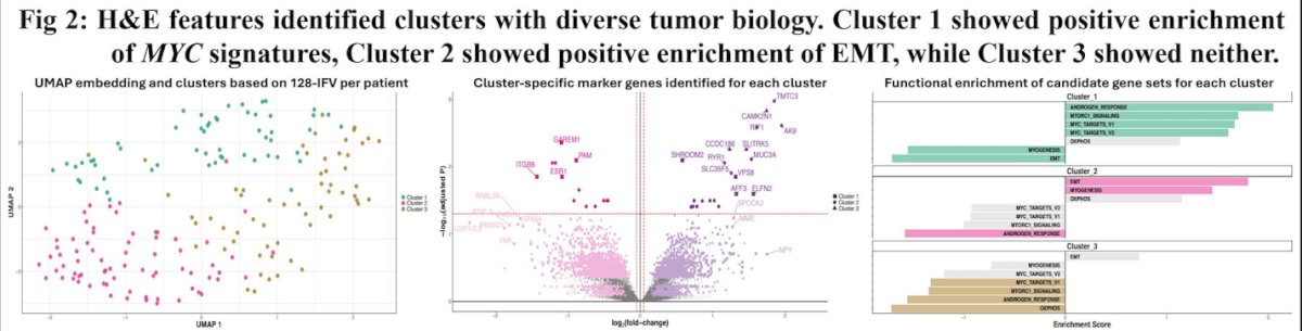 Spatial transcriptomic mapping further reinforced these findings. Regions of high AI attention corresponded to areas enriched for fibroblasts and proliferative luminal epithelial cells, along with transcriptional signatures involving DNA repair, MYC targets, oxidative phosphorylation, Wnt signaling, and interferon alpha/gamma signaling.