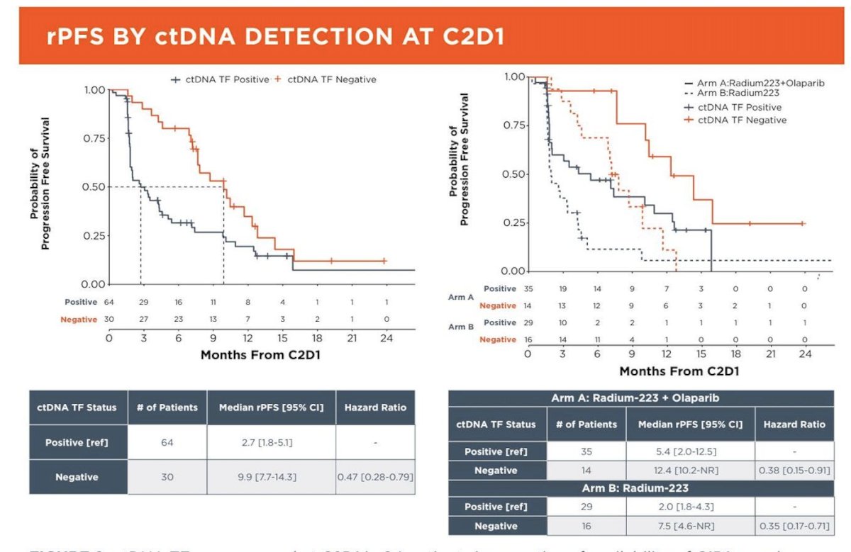 Radiographic progression-free survival was strongly associated with ctDNA tumor fraction status at cycle 2 day 1. In the overall cohort, patients with detectable ctDNA had a median rPFS of 2.7 months (95% CI 1.8–5.1), whereas those with undetectable ctDNA had a median rPFS of 9.9 months (95% CI 7.7–14.3), corresponding to a hazard ratio of 0.47 (95% CI 0.28–0.79). This pattern was consistent across treatment arms. In the radium-223 plus olaparib arm, median rPFS was 5.4 months (95% CI 2.0–12.5) in ctDNA-positive patients versus 12.4 months (95% CI 10.2–not reached) in ctDNA-negative patients (HR 0.38; 95% CI 0.15–0.91). In the radium-223 alone arm, median rPFS was 2.0 months (95% CI 1.8–4.3) in ctDNA-positive patients compared with 7.5 months (95% CI 4.6–not reached) in ctDNA-negative patients (HR 0.35; 95% CI 0.17–0.71), supporting ctDNA clearance as a strong on-treatment prognostic marker.