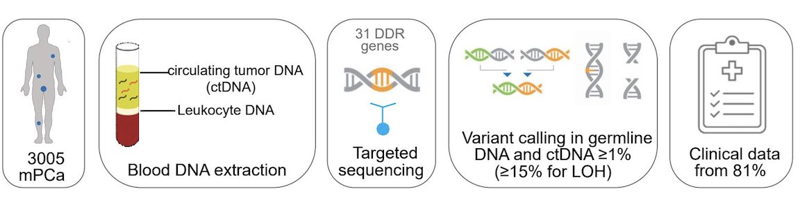 Clinical data were available for 81% of patients, although completeness varied by enrollment source. In a subset, targeted sequencing of tumor DNA from liquid biopsies was performed to assess somatic second-hit events. A circulating tumor DNA fraction of ≥15% was required to determine loss of heterozygosity, and ≥1% for the detection of mutations or structural variants, enabling evaluation of biallelic inactivation in DDR genes.