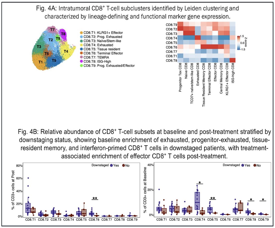 Moreover, high-resolution clustering of intratumoral CD8⁺ T cells identified multiple functionally distinct subpopulations, including naïve/stem-like, progenitor-exhausted, terminally exhausted, tissue-resident memory, ISG-high, and KLRG1⁺ effector subsets. At baseline, downstaged patients demonstrated enrichment of exhausted, progenitor-exhausted, tissue-resident memory, and interferon-primed CD8⁺ T-cell populations, consistent with a pre-existing, antigen-experienced immune microenvironment. Following treatment, there was a relative expansion of effector CD8⁺ T cells, supporting a model in which therapy reshapes the intratumoral immune landscape toward a more cytotoxic, antitumor phenotype associated with pathologic response.&nbsp;