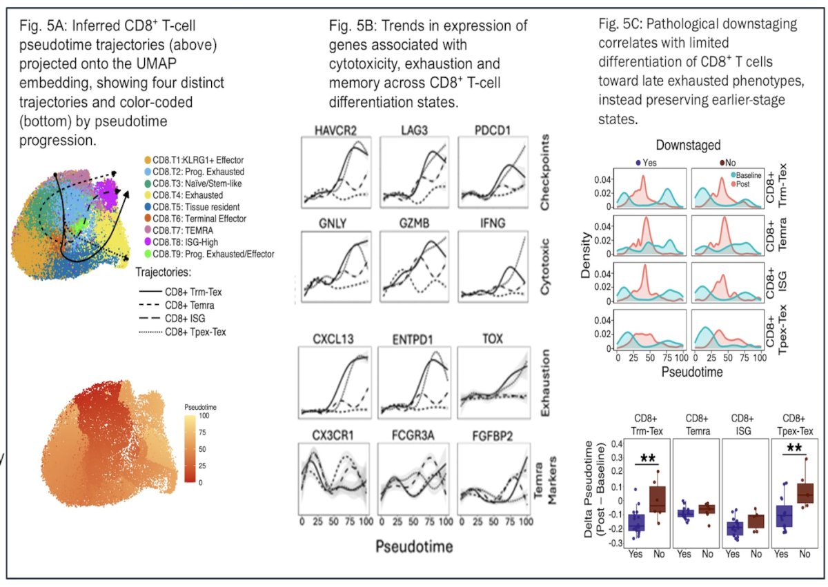 Furthermore, pseudotime trajectory analysis of intratumoral CD8⁺ T cells revealed four distinct differentiation pathways spanning naïve/stem-like to terminally exhausted states. Gene expression trends across pseudotime demonstrated coordinated upregulation of checkpoint (HAVCR2, LAG3, PDCD1), cytotoxic (GNLY, GZMB, IFNG), and exhaustion-associated (CXCL13, ENTPD1, TOX) markers, alongside dynamic changes in memory and effector-related genes. Importantly, pathological downstaging correlated with limited progression toward late terminally exhausted phenotypes, with preservation of earlier, progenitor-like and intermediate states. These findings suggest that maintaining a less terminally differentiated CD8⁺ T-cell landscape may be associated with improved pathologic response.