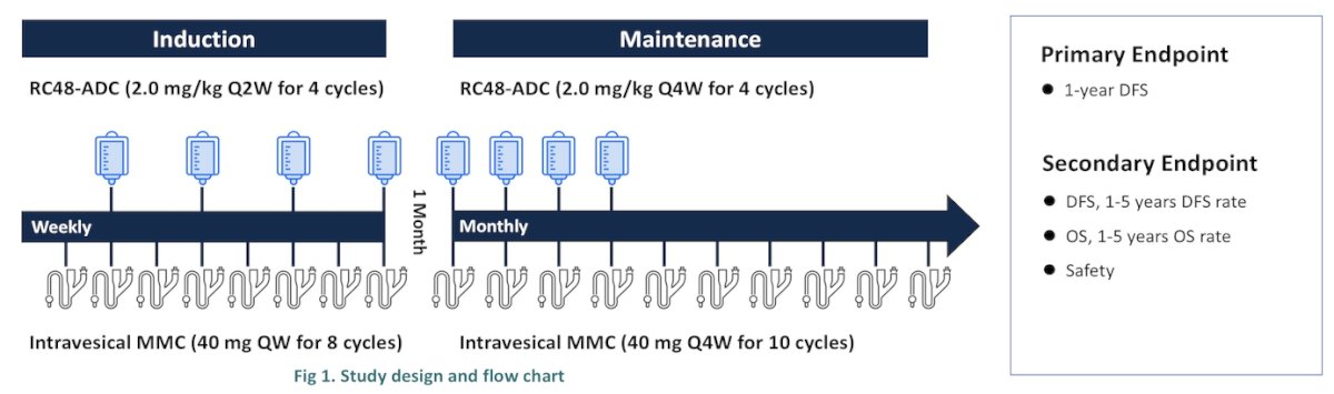 RC48-ADC was administered at 2.0 mg/kg every 2 weeks for four cycles, followed by every 4 weeks for four additional cycles, alongside one year of intravesical electromotive mitomycin C. The primary endpoint is 12-month disease-free survival, with secondary endpoints including DFS, overall survival, and safety.&nbsp;