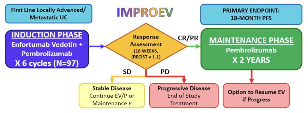 IMPROEV is a single-arm, open-label, nonrandomized phase II trial enrolling 97 previously untreated patients with locally advanced or metastatic urothelial carcinoma across four centers. Patients who received prior neoadjuvant or adjuvant checkpoint inhibitor therapy ≥12 months before enrollment are eligible. Patients receive enfortumab vedotin 1.25 mg/kg IV on days 1 and 8 plus pembrolizumab 200 mg IV on day 1 of each 21-day cycle for 6 cycles (18 weeks). Patients achieving confirmed complete or partial response per RECIST v1.1 transition to pembrolizumab 400 mg IV every 6 weeks for up to 2 years. Those with stable disease may continue enfortumab vedotin + pembrolizumab or transition to pembrolizumab alone at investigator's discretion: