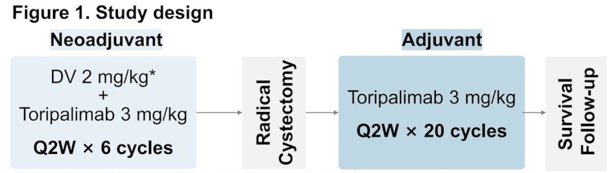 This study enrolled patients with previously untreated muscle-invasive bladder cancer (cT2-4aN0-1M0) with locally confirmed HER2 expression (defined as immunohistochemistry [IHC] ≥1+). All patients must be eligible for and plan to undergo curative-intent radical cystectomy and pelvic lymph node dissection. Eligible patients received 6 cycles of disitamab vedotin (2 mg/kg, once every 2 weeks [Q2W]) plus toripalimab (3 mg/kg Q2W) at the neoadjuvant phase. After radical cystectomy and pelvic lymph node dissection, patients received 20 cycles of adjuvant toripalimab (3 mg/kg Q2W):