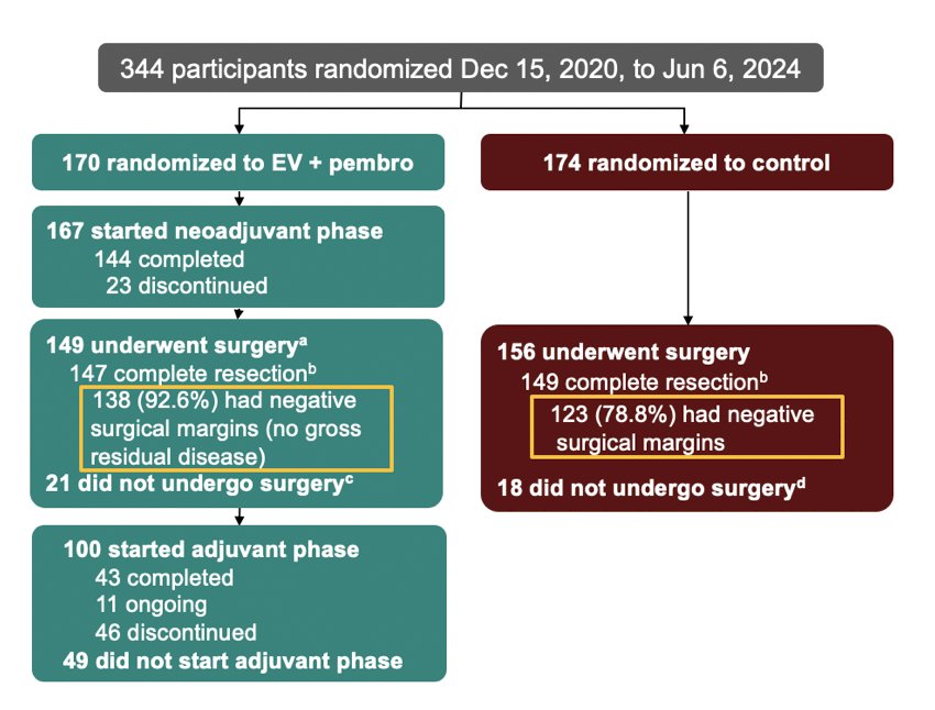 As of June 6, 2025, the median follow-up was 25.6 months (range: 11.8–53.7). In the enfortumab vedotin + pembrolizumab versus control arms, 149/170 patients (87.6%) and 156/174 (89.7%) underwent surgery, 147/149 (98.7%) and 149/156 (95.5%) had complete resection, and 138/149 (92.6%) and 123/156 (78.8%) had negative surgical margins:
