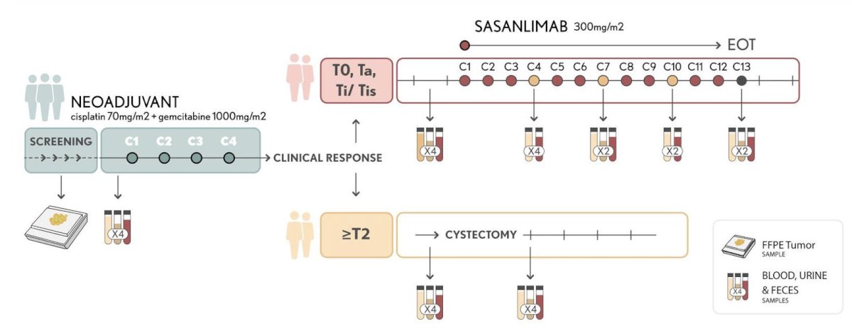 The primary endpoint is the bladder-intact overall survival at 12 months after the first dose of sasanlimab. Secondary endpoints include clinical response rate, disease-free survival, overall survival, safety,&nbsp;and&nbsp;patient-reported&nbsp;outcomes. The study integrates a comprehensive biomarker program,&nbsp;including&nbsp;whole-genome&nbsp;sequencing&nbsp;of&nbsp;tumor tissue&nbsp;and plasma, the use of ctDNA in plasma and urine for&nbsp;tumor&nbsp;assessment and molecular dynamics,&nbsp;and gut microbiome profiling. Correlative&nbsp;analyses&nbsp;aim to refine patient selection and generate hypotheses for future adaptive treatment strategies: