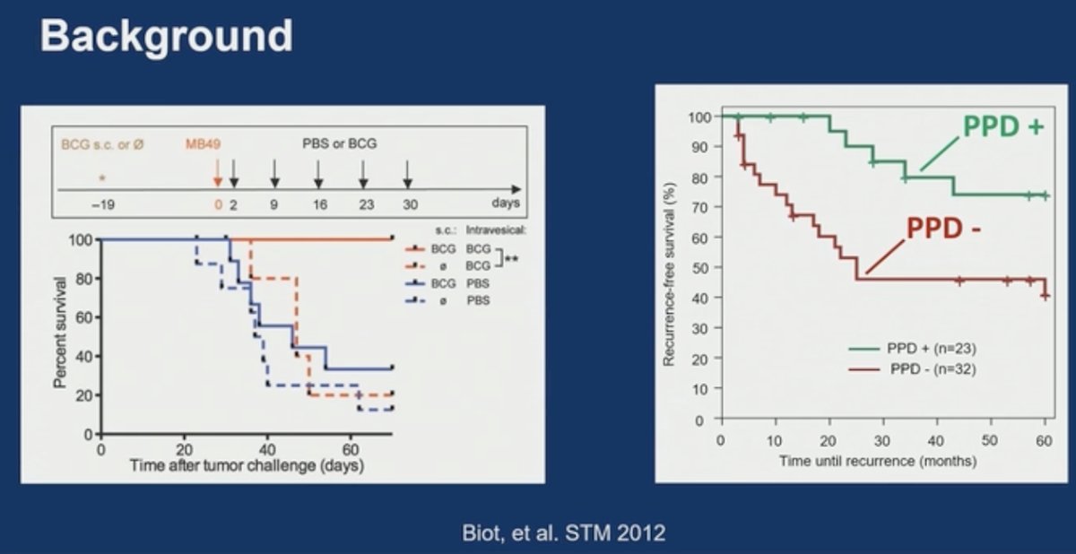 Additionally, data suggest that ‘priming’ mouse models, and later patients, with intradermal BCG may enhance systemic immunity responses and the recruitment of T-cells into the bladder, leading to improved responses to BCG.2