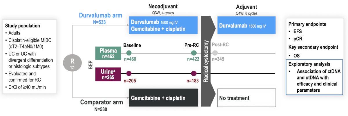 Cisplatin-eligible patients with muscle-invasive bladder cancer (cT2-T4aN0/1M0) were randomized 1:1 to receive perioperative durvalumab plus neoadjuvant chemotherapy (cisplatin + gemcitabine) and radical cystectomy (durvalumab arm) or neoadjuvant chemotherapy and radical cystectomy alone (comparator arm):
