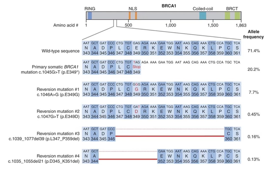 Reversion mutations are secondary mutations, often small deletions, in a mutant BRCA1/2 allele that convert the initial frameshift mutation into an in-frame internal deletion that produces a partly functional protein product:1