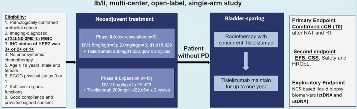 This open-label, single-arm, phase Ib/II multicenter study (ChiECRCT20210564) enrolled patients with HER2-positive (IHC ≥1) locally advanced muscle invasive bladder cancer (cT2–4bN0–3M0–1a). Disitamab vedotin (up to 120 mg) was administered intravenously every 2 weeks and tislelizumab (200 mg) every 3 weeks. Patients without progression proceeded to radical cystectomy or radiotherapy-based bladder-sparing therapy according to clinical assessment and preference:&nbsp;