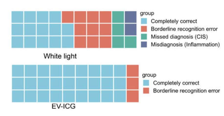 In preclinical models, indocyanine green to enfortumab vedotin enabled targeted bladder cancer detection and doubled the complete tumor resection rate. The ex vivo study on human bladders demonstrated a 96.3% diagnostic accuracy for indocyanine green to enfortumab vedotin-guided biopsy. In the in vivo clinical trial, indocyanine green to enfortumab vedotin achieved a 96% diagnostic accuracy and 91.1% tumor margin detection rate, significantly outperforming white light cystoscopy (85.6% and 72.2%, respectively):
