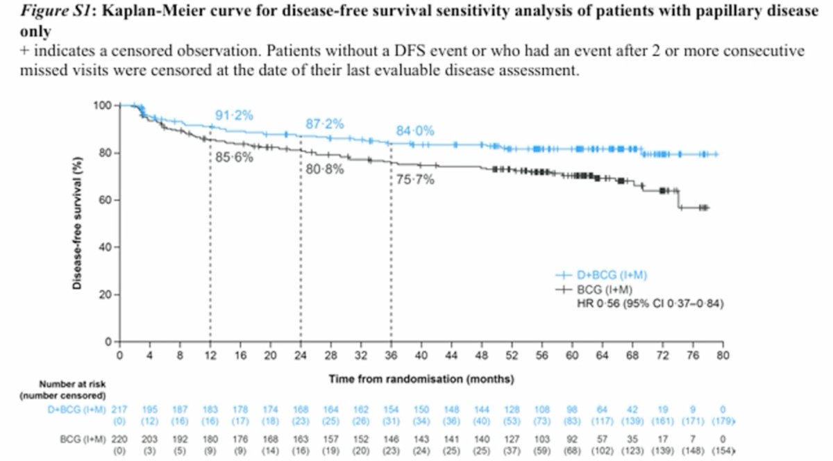 In a sensitivity analysis restricted to patients with papillary disease only, the disease-free survival results remained consistent with the overall study findings. The addition of durvalumab to BCG induction and maintenance continued to demonstrate a disease-free survival benefit compared with BCG alone, indicating that the overall DFS results were not driven by the presence of carcinoma in situ and were maintained in patients with papillary disease.