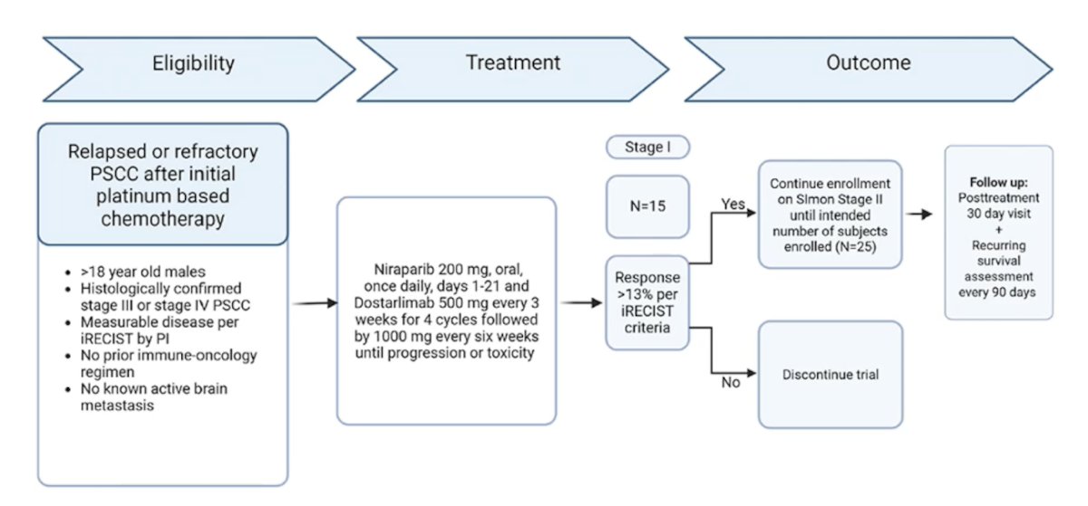 Third, 15 patients with advanced penile squamous cell carcinoma will be treated with combination dostarlimab + niraparib with a goal of >13% response per iRECIST criteria in order to continue enrollment on Simon Stage II (n = 25):