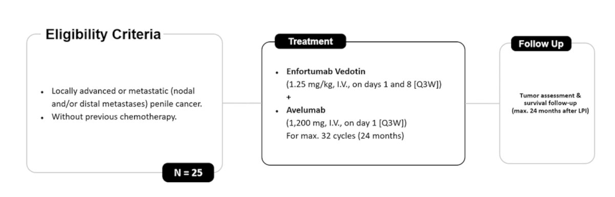 The DEPECA-1 trial is a phase II study evaluating first-line therapy with enfortumab vedotin + avelumab for advanced or metastatic penile carcinoma. Patients must not have had prior chemotherapy, with a planned accrual of 25 patients:&nbsp;