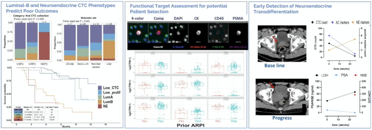 CTCs in mCRPC provide both prognostic and predictive value. Phenotypic CTC profiling captures inter- and intra-patient heterogeneity (AR signaling, EMT, proliferation), and surface-marker profiling reveals pronounced heterogeneity across mCRPC. Functional target assessment enables real-time, protein-level evaluation of therapeutic targets and demonstrates dynamic modulation of target expression. Furthermore, clinical utility supports patient selection, early detection of target escape, and recognition of lineage transitions:
