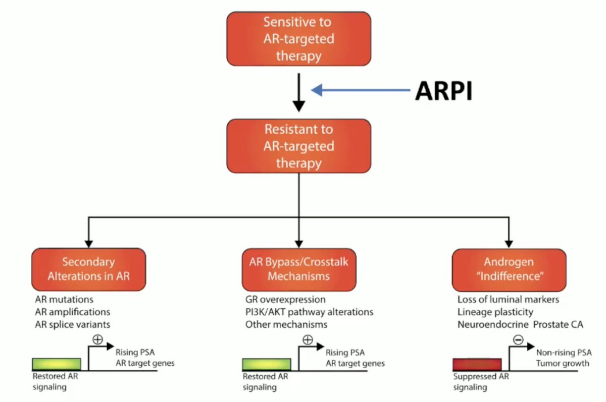 The treatment emergence of neuroendocrine prostate cancer occurs after androgen receptor therapies: