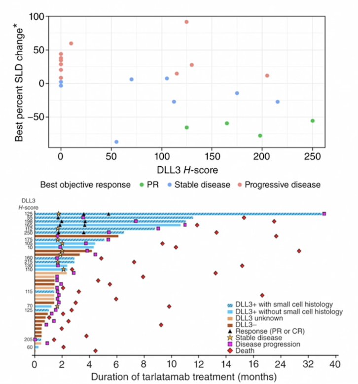 In DELLpro-300, a change in tumor size from baseline correlated with baseline DLL3 H-score, and the objective response rate was 22% in DLL3-positive tumors. Durable responses were observed in a subset of DLL3-positive tumors with small cell histology: