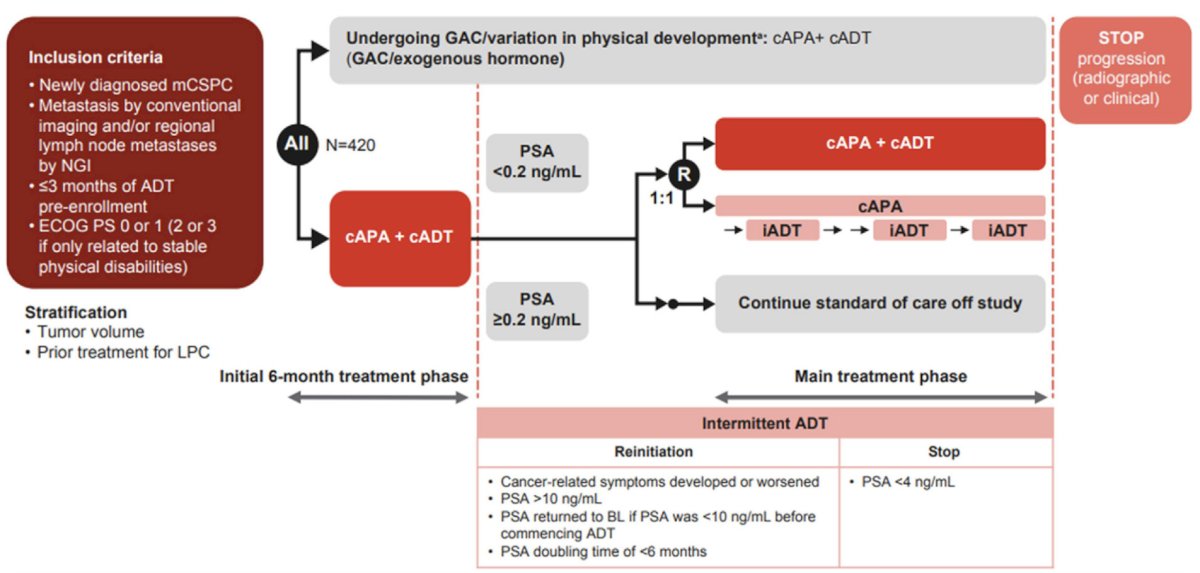 LIBERTAS is a prospective, open-label, randomized study, enrolling patients with mHSPC. Patients had metastasis by conventional imaging and/or regional lymph node metastases by next-generation imaging, ≤3 months of ADT pre-enrolment, and ECOG performance status 0 or 1 (2 or 3 if only related to stable physical disabilities). Patients received 6 months of apalutamide (240 mg/d) + continuous ADT, and patients with confirmed PSA <0.2 ng/mL were randomized 1:1 to apalutamide + intermittent ADT or apalutamide + continuous ADT in the main treatment phase: