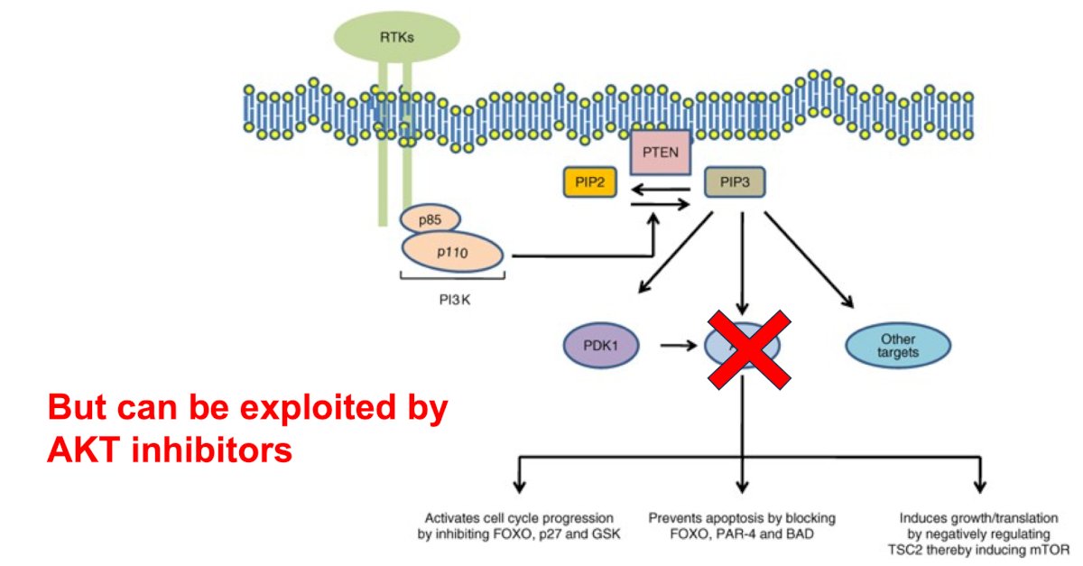 Dr. Brown notes that PTEN deficiency leads to upregulation of cancer growth and worse prognosis in patients with prostate cancer. However, this deficiency can be exploited by AKT inhibitors, which block one of the upregulated downstream growth pathways: