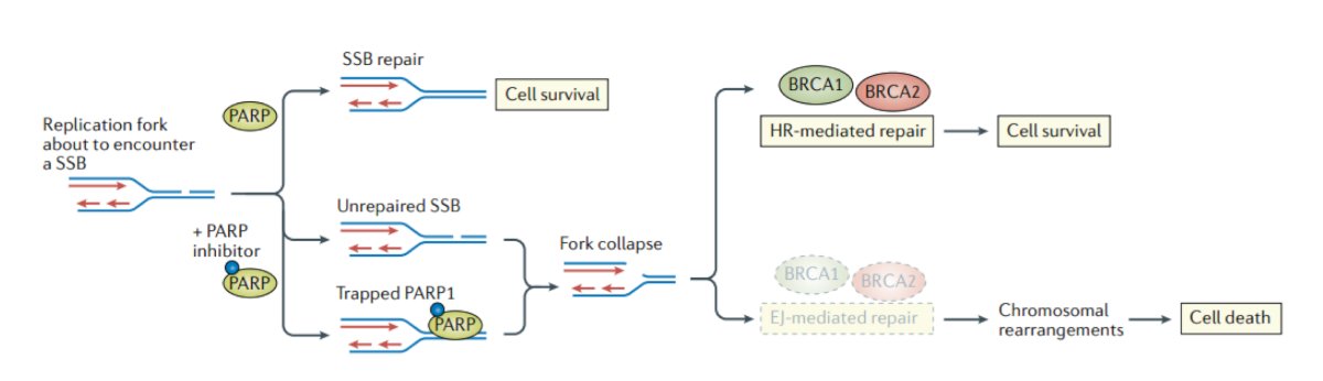 PARP inhibitors induce synthetic lethality, resulting in cell death, targeting cells with pre-existing DNA repair defects (ie. alterations in HRR):&nbsp;